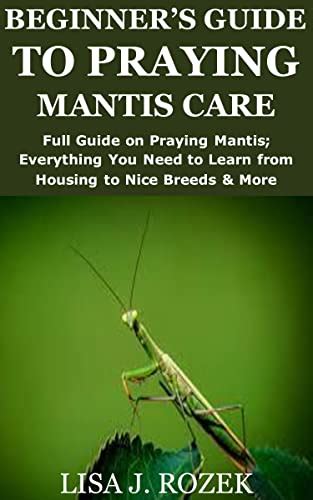 Beginners Guide To Praying Mantis Care Full Guide On Praying Mantis