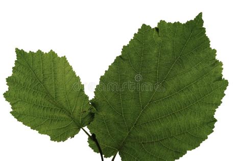 Green Hazelnut Leaves Isolated On White Background With Clipping Stock