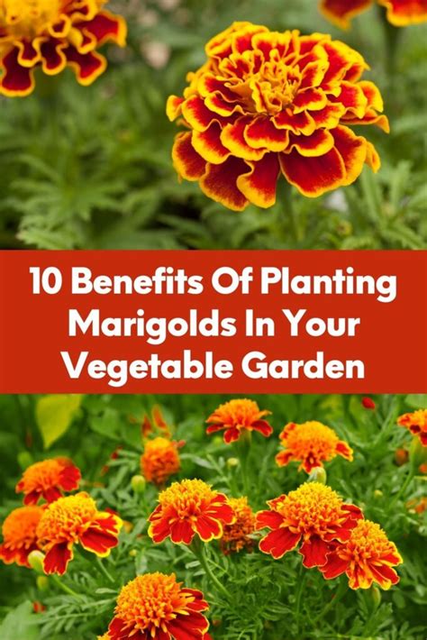 10 Benefits Of Planting Marigolds In Your Vegetable Garden Garden Beds