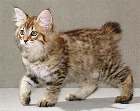 7 Facts About American Bobtail Cats You Have To Know American Bobtail
