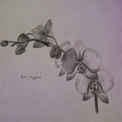 Ide 26 Sketsa Gambar Bunga Anggrek