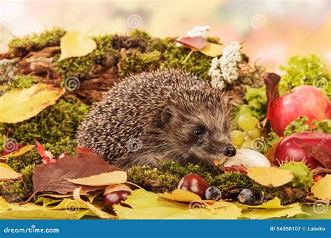 Hedgehog On Leaves Closeup Stock Image Image Of Needles 54050107