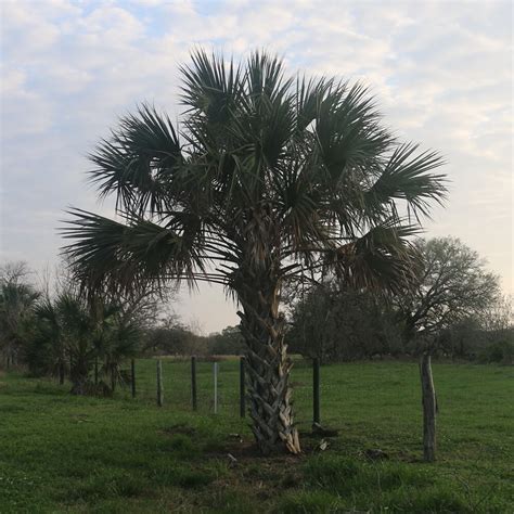 Home Texas Sabal Palm Trees