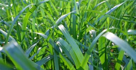 Fescue Grass 101 Ultimate Guide On Growing Tall Fescue Grass And Fine
