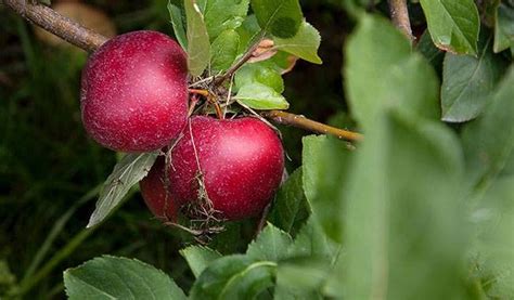 Propagate Apple Trees By Cuttings And Grafting