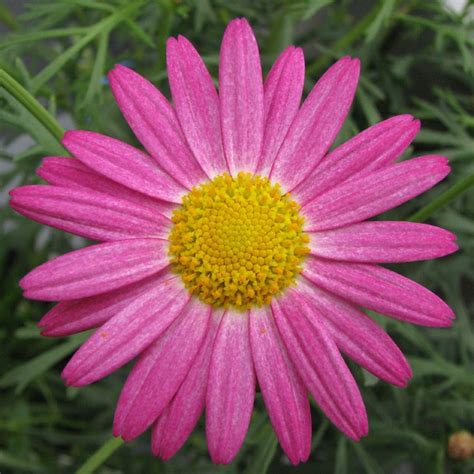 Pink Marguerite Daisy Flickr Photo Sharing