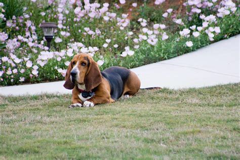 basset hound dog breed information pictures