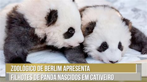 Zoológico De Berlim Apresenta Filhotes De Panda Nascidos Em Cativeiro