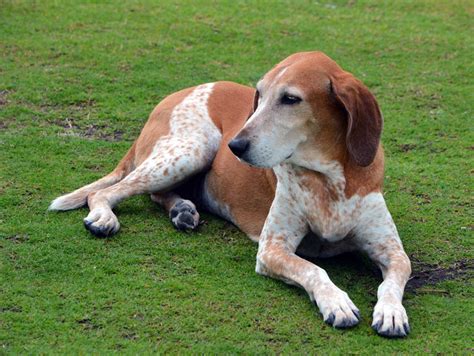 American English Coonhound Dog Breed Info And Characteristics