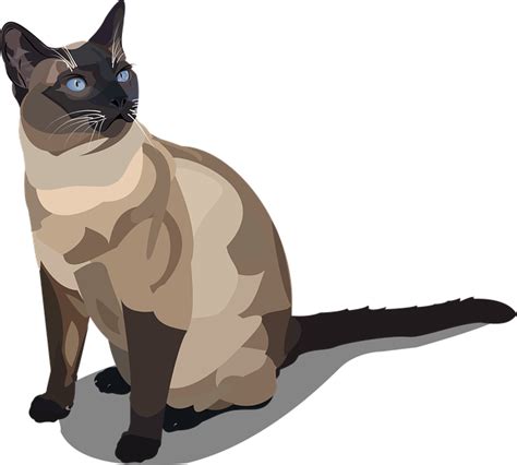 Siamese Cat Siam Clipart Siamese Cat Vector Png Free Transparent My