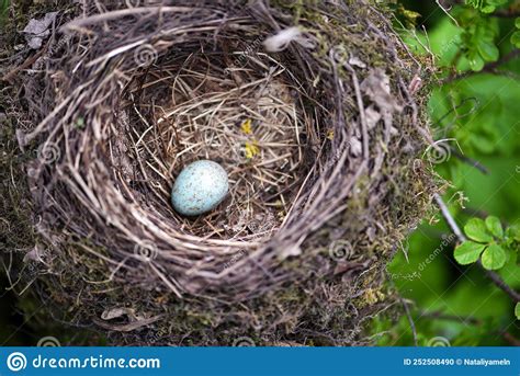 Bird Nest With Egg In Wild Nature Stock Photo Image Of Celebration