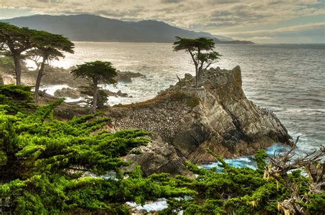The Lone Cypress Carmel California Photograph By Connie Cooper Edwards