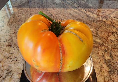 Gold Medal Tomato — The Coeur Dalene Coop