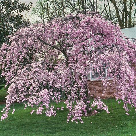 Spring Hill Nurseries Weeping Pink Flowering Cherry Prunus Live