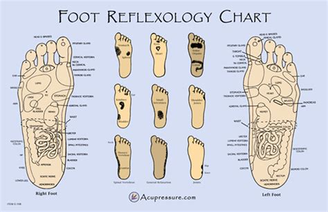 Foot Reflexology Poster Clinical Charts And Supplies