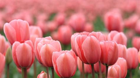 Pink Tulips Wallpapers 72 Background Pictures