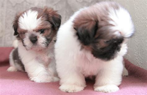Shih Tzu Puppies For Sale Louisville Ky 252691
