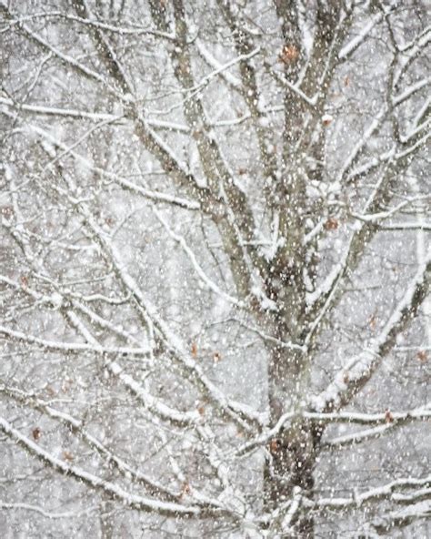 Winter Snow Winter Woodlands Magical Falling Snow Snowstorm