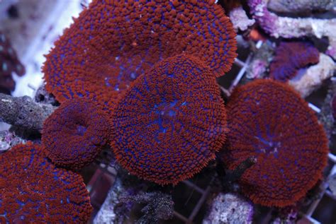 Mushroom Corals An Easy To Care For Species For Hobbyists 2023