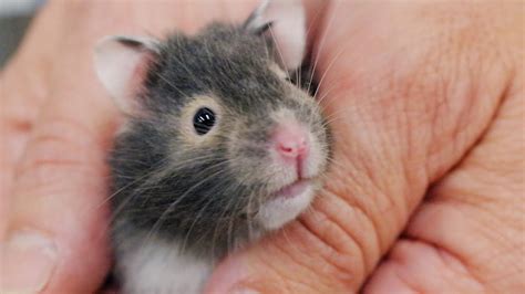 8 Things Your New Hamster Is Trying To Tell You New Pet Tips By Petco