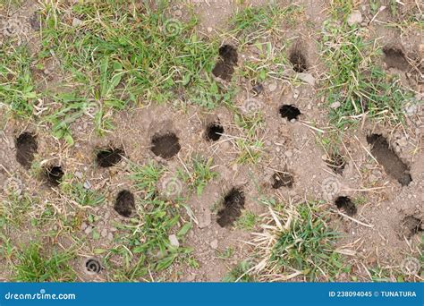Mouse Or Vole Hole In The Ground Lawn Cultivation Problem Agriculture
