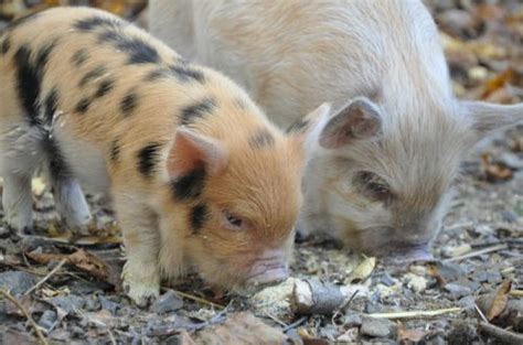 American Kunekune Pig Registry Pig Kune Kune Pigs Animals