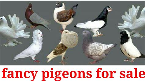 Fancy Pigeons Kgn Pigeon Shop 9756709901 Youtube