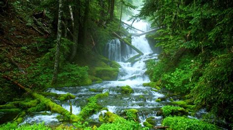 Beautiful Forest Waterfall Wallpaper 1600x900 29334