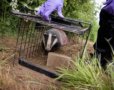 Badger Culling Cant Be Justified On Any Grounds Badger Justified