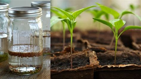 Why And How To Soak Seeds In Water Before Planting Youtube