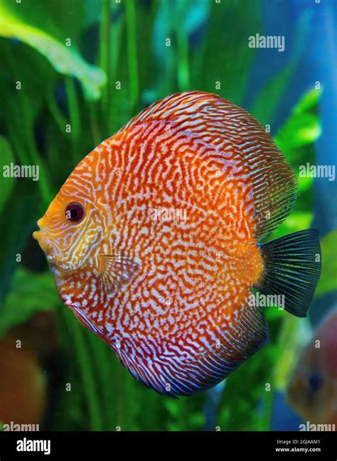 Super Pigeon Snakeskin Discus Tropical Freshwater Fish Stock Photo Alamy