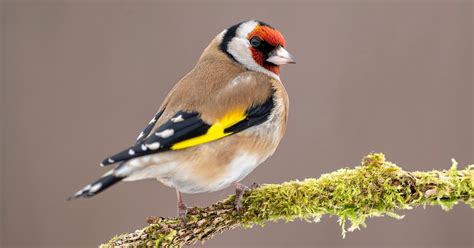 Female European Goldfinches A Complete Guide Birdfact