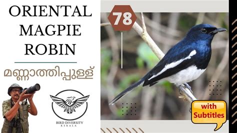 Oriental Magpie Robin Mannathi Pullu മണ്ണാത്തിപ്പുള്ള് Copsychus