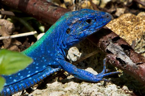 Blue Lizard Macho Cnemidophorus Lemniscatus San Andrés I Flickr