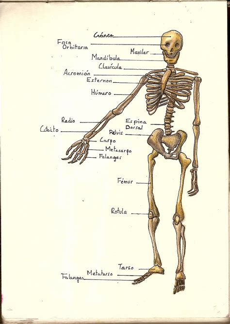 Ex Coris Los Huesos Vienen Bien Para Un Repaso De Biologia O Para