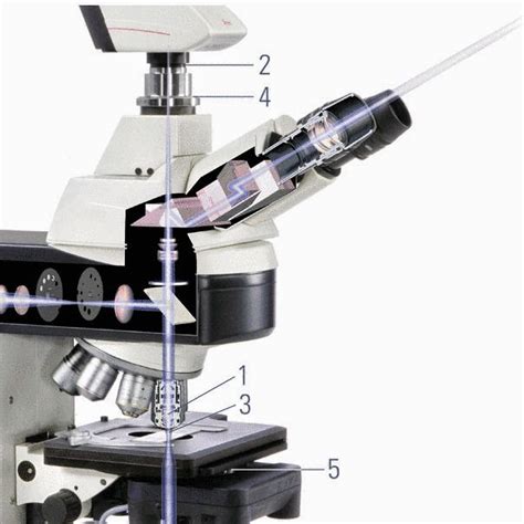 Medical Laboratory And Biomedical Science How To Clean Microscope Optics