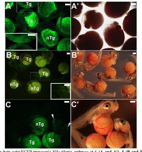 Figure 2 From Expression Of GFP In Transgenic Tilapia Under The Control