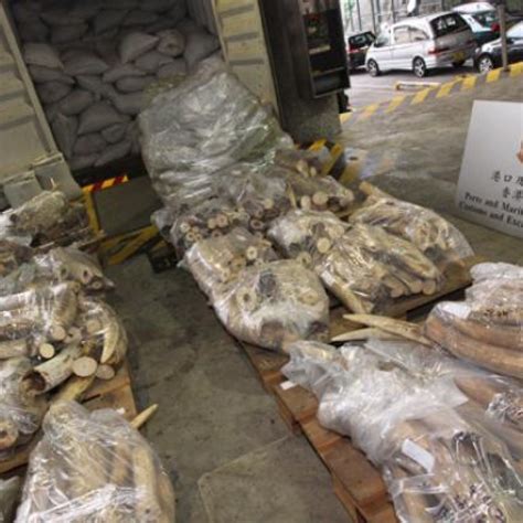 More Smuggled Ivory Seized In Hong Kong South China Morning Post