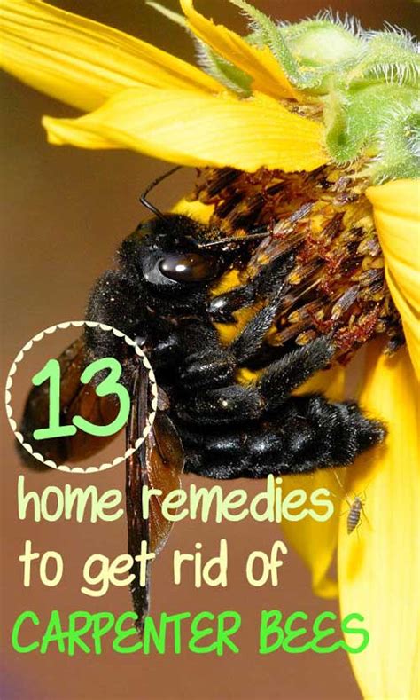 Carpenter bees aren't a significant threat because they are mostly solitary bees and do not live in colonies. 13 Home Remedies to Get Rid of Carpenter Bees