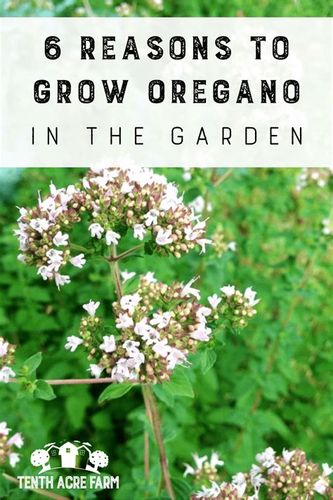6 Reasons To Grow Oregano In The Garden Tenth Acre Farm