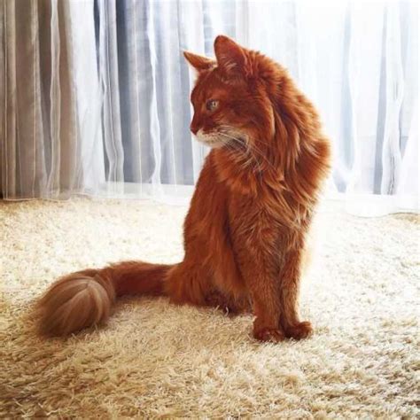 Apr 18, 2018 · as the plaque builds up and hardens, it limits the flow of blood, making it more difficult to achieve and maintain an erection. The Somali Cat - Cat Breeds