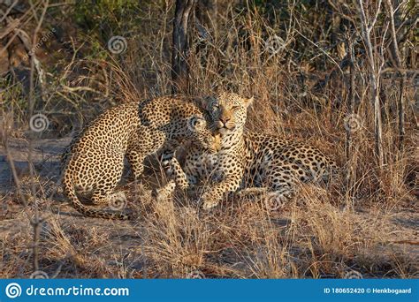 Leopard Mating Couple In Sabi Sands Game Reserve Stock Photo Image Of Mammal Africa