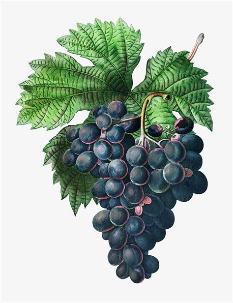 Vintage Grape Vine Branch Illustration Painting By Artistic Panda