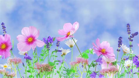 Greatest K Desktop Wallpaper Flowers You Can Save It Free Of Charge Aesthetic Arena