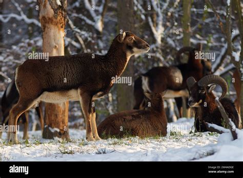 A Female Mouflon Poses In The Middle Of A Herd Of Mouflon In A Forest