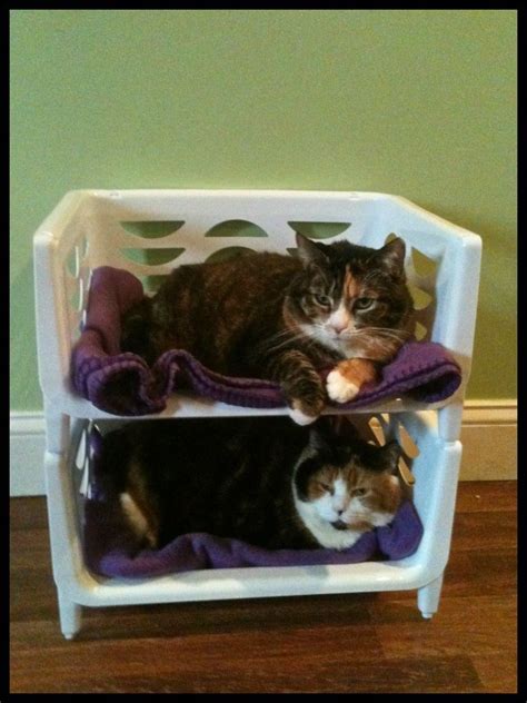 Kitty Kitty Bunk Beds Made From Stackable Bins They Love Them Cat