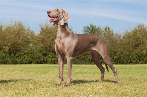 Weimaraner Dog Breed Information Buying Advice Photos And More