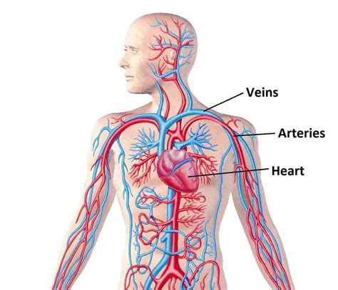 Cardiovascular System Diagram Not Labeled Diagram Media Images And