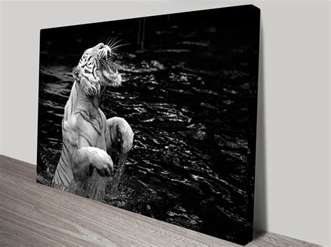 Our framed art takes commitment to another level. Roaring White Tiger Black and White Canvas Art