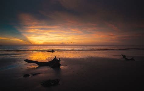 Pin By Dennis Morton On Driftwood Beach Jekyll Island Driftwood